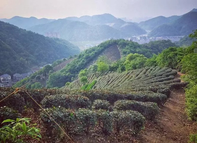 杭州西野追狼挑战赛