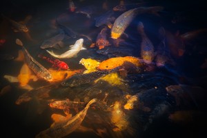 “一块”增殖放流，“一块”守护和美新圩