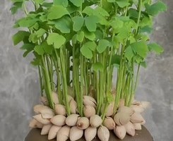 公益时长4-48h【植树之育苗】3.14/15/21/22/28 植银杏马年新苗+安全实训+科研实验+赴羊年黄金之约