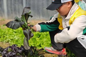志愿北京4hQQ农场偷菜狂欢4.18/19/25/26识菜抢收成/赚银票当霸主/运动燃体能/智慧大比拼/ 嗨翻天