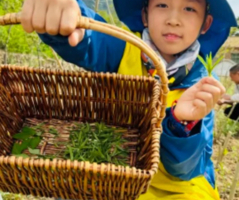 志愿北京2h【限定】5.1/4/24/6.20京西小茶农一日营，了解山茶文化，采山茶（亲子游/也可单飞）