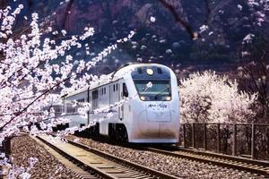 周末及每周三1日｜花海列车•开往春天的列车の枝花正盛-天下第一雄关-居庸关长城