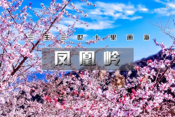 周末一日  北京户外活动 凤凰岭｜三生三世十里杏春花海の近郊登山赏花摄影一日休闲游