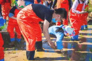 志愿北京2h【稻田插秧C】每周六日朝阳温榆河插秧,浑水捉泥鳅,画草帽