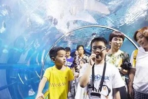 走读营【海洋馆天赋讲解员3日单飞】7.13/27/8.3/17讲解员太平洋海底世界，邂逅神奇的海洋生物