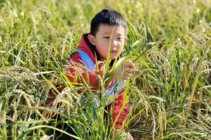 志愿北京2小时【家庭农事日】抓螃蟹、割稻打爻、磨稻子扎稻草人.....（可定制