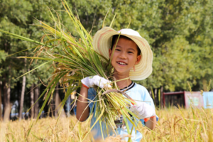 京西稻丰收季【御稻少年行】10.12/18/19/20割御稻+制作稻谷花束+DIY草帽+扎稻草人+田间品粥+参观工艺线