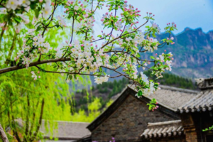 一日（天天发团）| 深度游古北水镇  长城脚下的星空小镇 水舞秀 登古长城