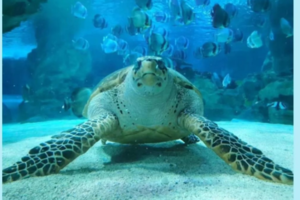 志愿北京2小时【我是海龟守护者】 海洋研学喂海龟、富国海底世界（亲子/单飞）