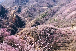 公司团建 | 漫山芬香北京后花园の燕平八景-神岭千峰-虎峪辉金｜9公里徒步赏山花