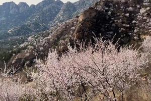 公司团建 | 春风十里杏花海，凤凰岭-白虎涧一日穿越摄影 赏花（初级强度）