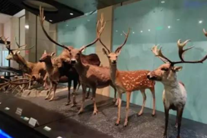 志愿北京2h【国家动物博物馆】10.1/7动物界的小小侦探+展翅高飞的恐龙后裔-双主题探秘