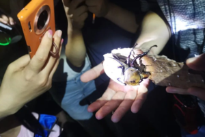 【夜探奥森】9.20/21/27每周五六日夜探小精灵，感受热闹的大自然、奥森昆虫记（多期T）