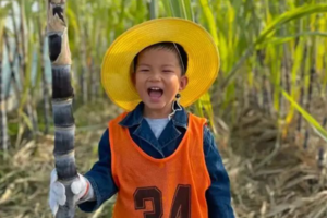 志愿北京2h【蔗里有点甜】10.2/3/4/5仅需99元，秋日采收甘蔗，开启田地盲盒，土窑烤美食，喂小动物