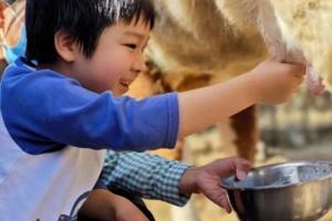 每周六日【昌平小奶工】亲子半日（全年多期）小小挤奶工+动物小课堂+奶酪DIY