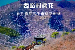 周末及每周三1日｜西峪村桃花•徒步山谷栈道看满山花海の距离赏花小众打卡（可徒步可休闲）