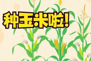 （志愿北京2-4h）春耕正当时，我在昌平有块地4.27及五一天天发，全家一起种玉米