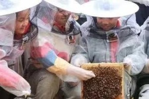 【丰台-探秘蜜蜂王国】5.12/25中国农业大学“寻蜜人生”团队精心打造的面向中小学生的硕博士生科普课