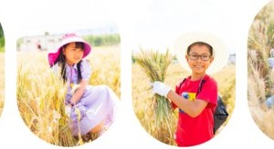 志愿北京2h｜6.8/9/10三元农场收小麦、磨面粉、开河蚌盲盒做珍珠首饰，麦田生活节