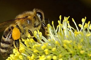 【小蜂农】9.15/16/17/22亲子游寻蜂探蜜，探秘蜜蜂王国，蜜蜂的世界如此有趣 