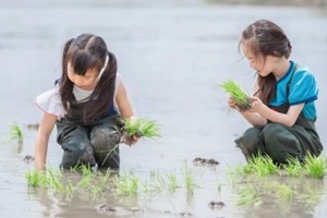 公益时长2h【京西插秧季】6.1/2/8/9/10/15/16 稻田插秧、摸鱼抓泥鳅、DIY草帽、参观京西稻工艺生产线