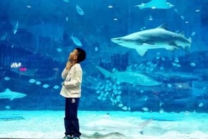 海洋馆科研小分队     海洋哺乳动物探究营（儿童单飞半日营）