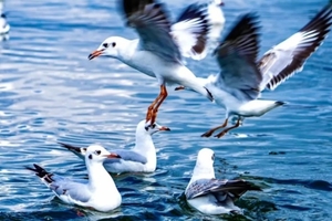 周末1日｜周六/日•天津海鸥｜西伯利亚海鸥来袭-滨海看海鸥-打卡古文化街-意式风情区-五大道