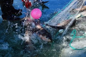 和爸妈一起抓鱼去【冬捕A】1.24/25去体验最原汁原味的冬捕