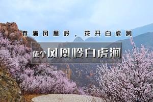 周末及每周三1日｜凤凰岭•后花园白虎涧の京郊赏花天花板の即将迎来盛花期（初级）