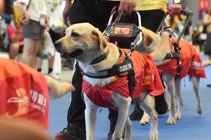 志愿北京2小时【全国助残日特别活动】5.17参观导盲犬训练基地，亲子互动，加入导盲犬守护计划！