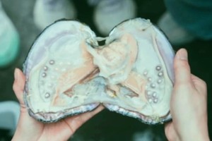 端午亲子半日营【趣野牧歌|开蚌取珠】艾草锤制作+包粽子+牧场定向挑战+破晓笔记+疯狂运动会