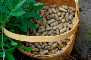 公益时长4H【好事花生】9.20/27秋收花生+制作花生酥+趣味花生壳+环保课堂种子炸弹