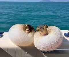 北戴河【海趣牧歌】5.1-3单飞/亲子|海洋牧场+动物奇趣优等生+开蚌取珠+渔网编制+动物百老汇渔田度假区畅玩