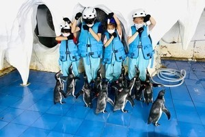 志愿北京2h【小小企鹅保育员】周六/周日 上下午  海洋系列研学 亲喂/制食/科普 (亲子/单飞）