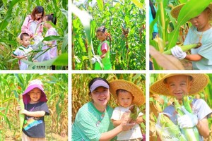 公益时长2h【大地丰收玉米篇】9.7下午场快乐小农人，穿越玉米迷宫寻宝、采摘扮嫩老玉米、鸭子大作战