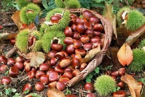 志愿北京3h【栗栗皆欢喜】10.1/2/3/4/5/6/7/8昌平湖门村采集体栗+特饮＋吃炒油栗+69.9助力乡村振兴