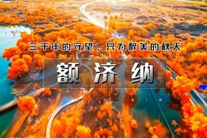 国庆5天｜又见•额济纳｜为千年胡扬林而来の额济纳-黑城怪树林-居延海-中蒙边境