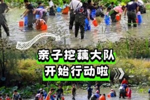 志愿北京6h 荷趣嘉年华 |10.2/3/5/7挖藕寻宝飞盘乐动·荷趣嘉年华 ·手作夜灯荷叶飘香