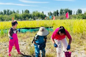 志愿北京3h【稻田小农夫】10.1/2/3/4/5/6/7/8一起趣秋收收稻谷、打谷、脱粒、捉螃蟹