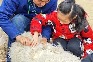 国庆天天发【放羊剪羊毛】挤牛奶做奶酪【变身小蜂农】昌平农场回归土地，给孩子一场自然生长的童年，农场玩法多