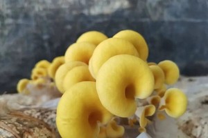 【国庆专场】10.7/8上午北京农科院研学野生菌探秘、天敌昆虫守护，两大主题解锁自然科学奥秘