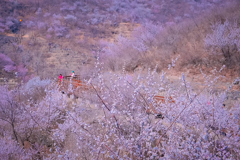 富士｜带84岁姥姥春游北京西峪村桃花海_4_快门女战士噗噗球（约拍）_来自小红书网页版.jpg