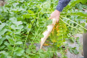 公益时长8h【带娃去农科院】12.20/21/27/28与教授一起亲手种植草莓，体验水菜共生，学习太空育苗