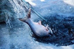 限定【冬捕总动员C】1.31/2.1/7/13/14捕鱼达人/湖面冬捕/冰上游戏/品尝鲜鱼（亲子单飞/也可自驾）