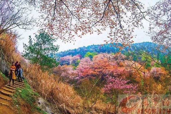 2019.03.24登黄石最高峰南岩峰，赏野樱花一日游