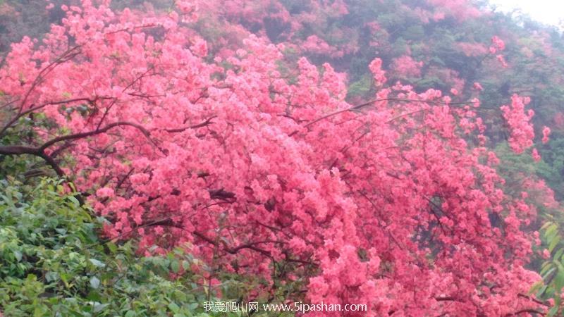 【2018-4-22】咸宁 通山 大幕山赏杜鹃