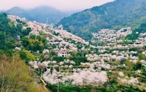 99元【嵊州樱花徒步】04.01 走进清潭坑樱花，漫步穿梭于花海小路间（15人成团）