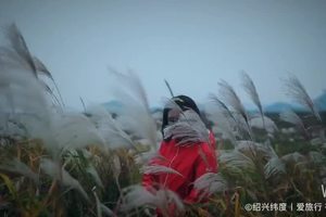 长乐林场 / 北湖芦苇荡