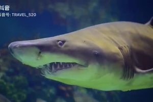 上海海昌海洋公园