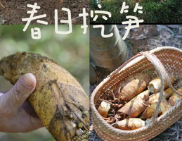 亲子【春日限定】03.29 打卡网红窑湖小镇，山野挖笋带回家，品特色农家菜（送笋5斤）